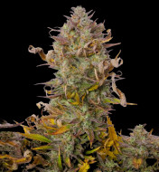 Strawberry Banana XL Auto