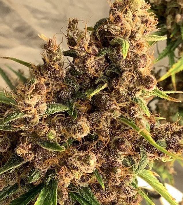 Purple Pakistani Haze