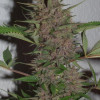 Pakistani Chitral Kush