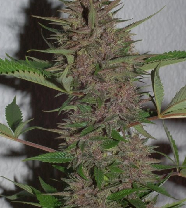 Pakistani Chitral Kush