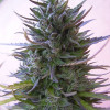 Nepal Mist Regular 