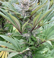 ErdPurt x PCK Regular