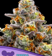 Purple Boost Highness