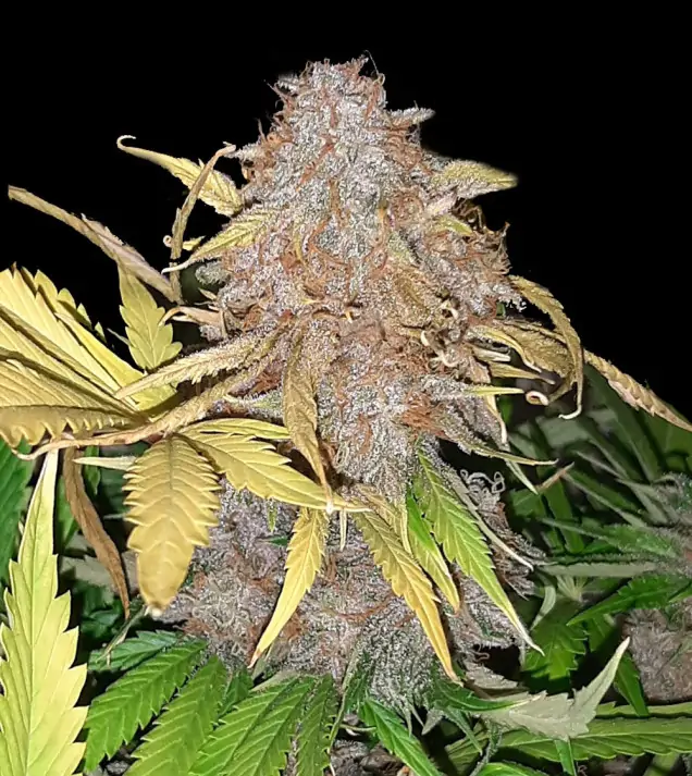 Apricot Gorilla Auto - Ganja Farmer Seeds