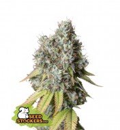 Bruce Banner Auto WYPRZEDAŻ