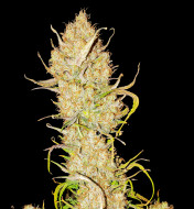 Apricot Gorilla Auto