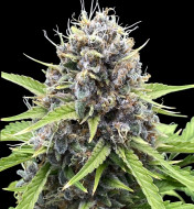 Gorilla Cookies Auto