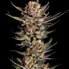 Purple Tangie Fast