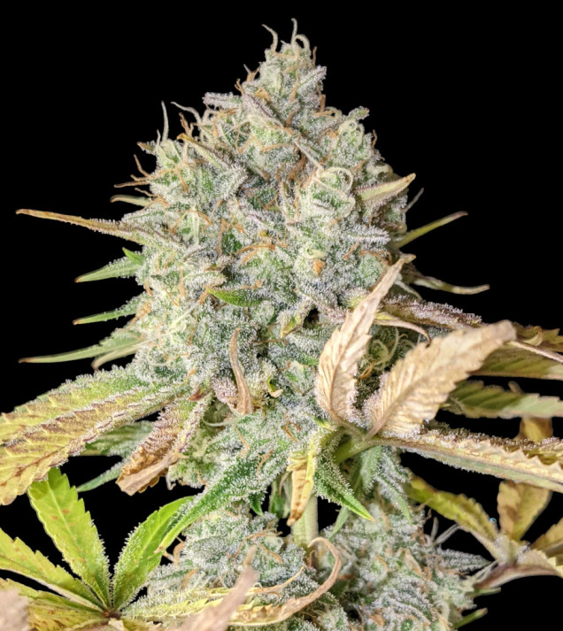 Purple Tangie Fast