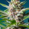 Purple Punch OG SALDI