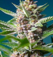 Purple Punch OG SALDI