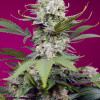 Sweet Mandarine Zkittlez XL Auto SALDI