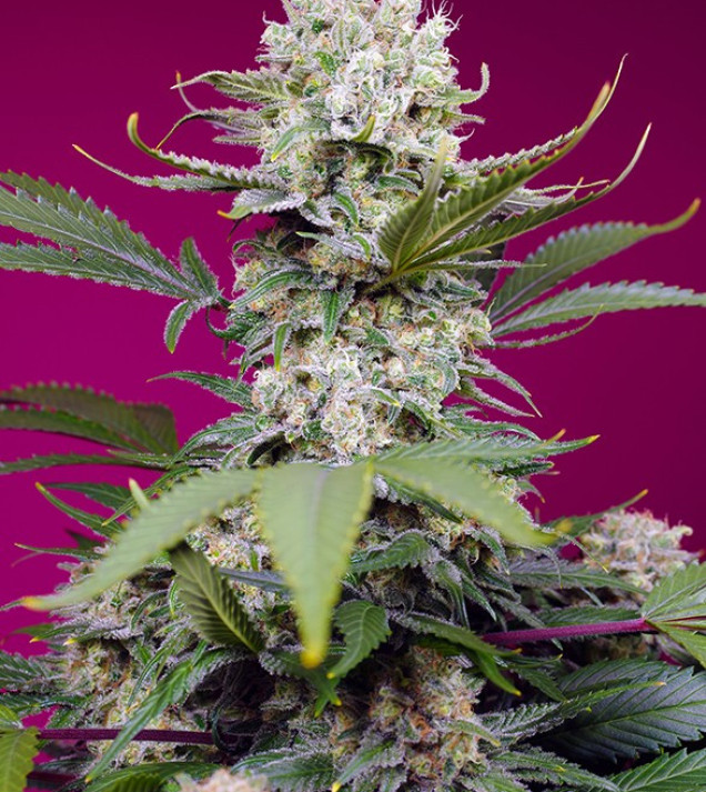 Sweet Mandarine Zkittlez XL Auto SALDI