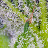 Sweet Mandarine Zkittlez XL Auto SALDI