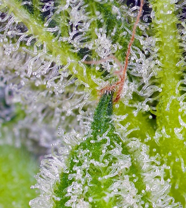 Sweet Mandarine Zkittlez XL Auto SALDI