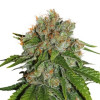 Amnesia Auto SALDI