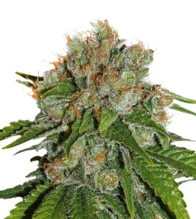 Amnesia Auto SALDI