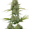 BCN Critical XXL Auto SALDI