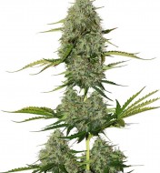 BCN Critical XXL Auto SALDI