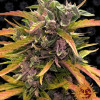 Gorilla G. Auto SALDI