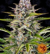 Gorilla Zkittlez Auto SALDI