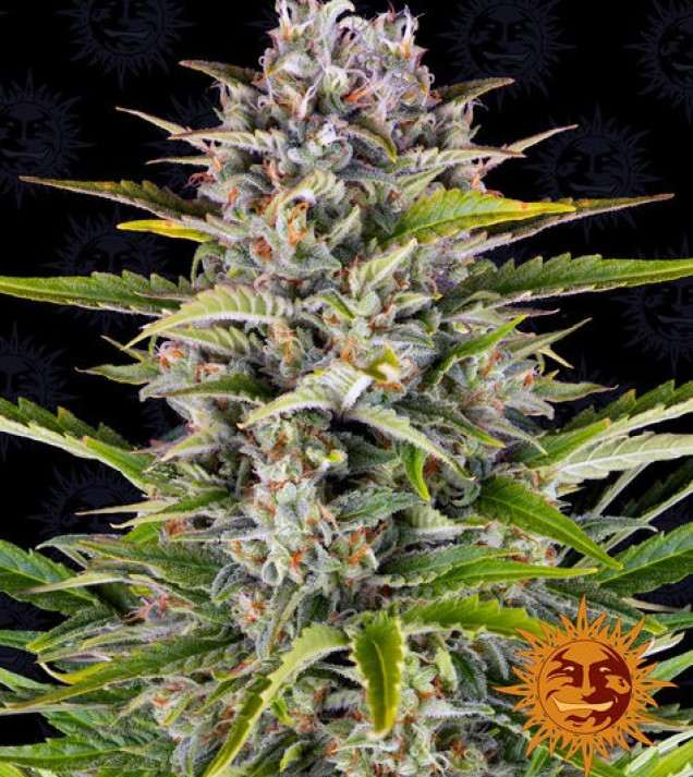 Gorilla Zkittlez Auto SALDI