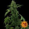 Pineapple Express Auto SALDI