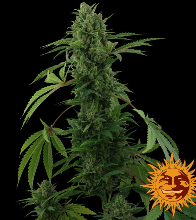 Pineapple Express Auto SALDI