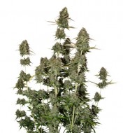 BCN Power Plant Auto SALDI