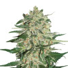 Big Bud SALDI