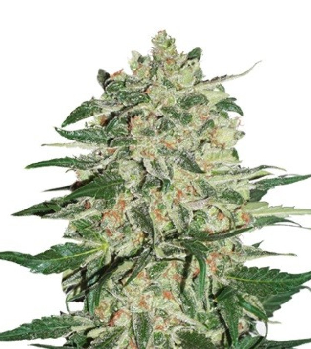 Big Bud SALDI