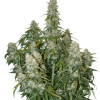 Big Bud Auto SALDI