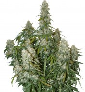 Big Bud Auto SALDI