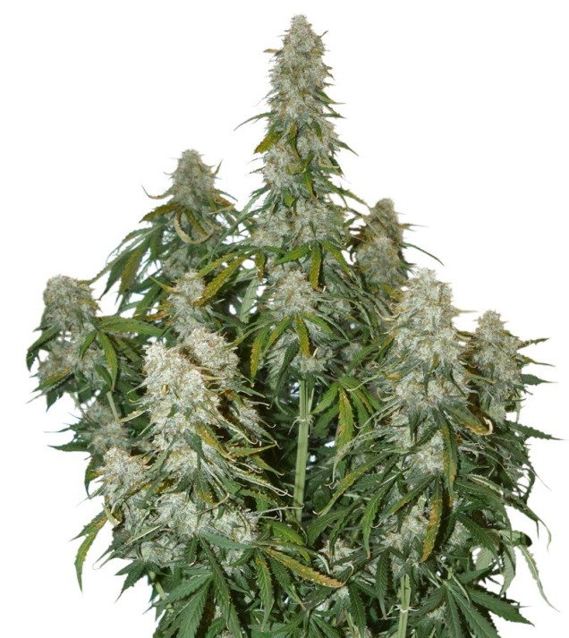 Big Bud Auto SALDI