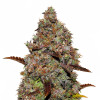 Gelato 41 SALDI