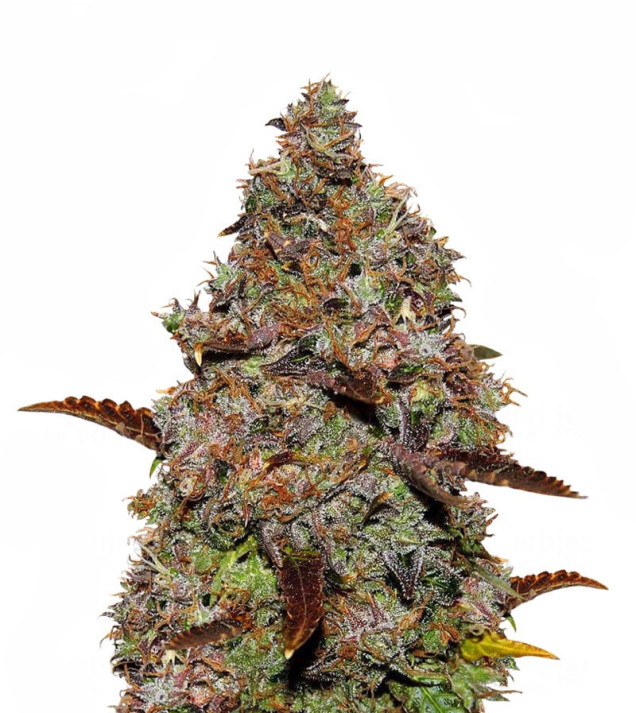Gelato 41 SALDI