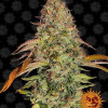 Zkittlez OG Auto SALDI