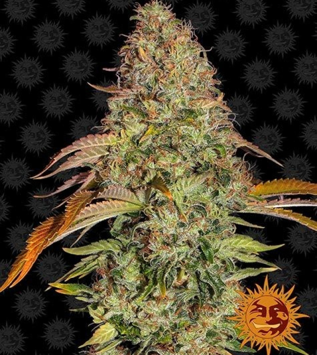 Zkittlez OG Auto SALDI