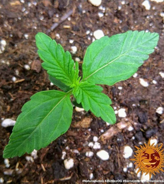 Zkittlez OG Auto SALDI