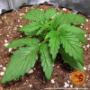 Zkittlez OG Auto SALDI