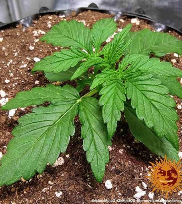 Zkittlez OG Auto SALDI