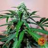 Zkittlez OG Auto SALDI