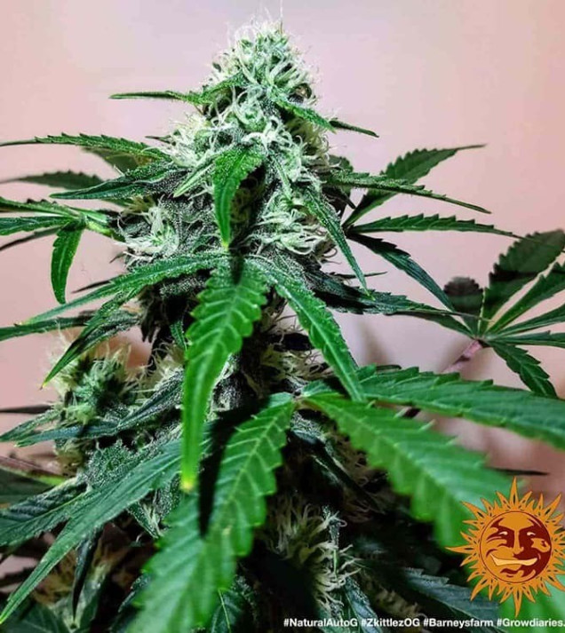 Zkittlez OG Auto SALDI