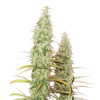 Santa Marta Haze Auto SALDI