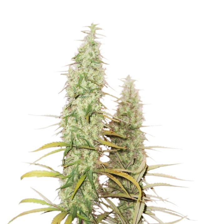 Santa Marta Haze Auto SALDI