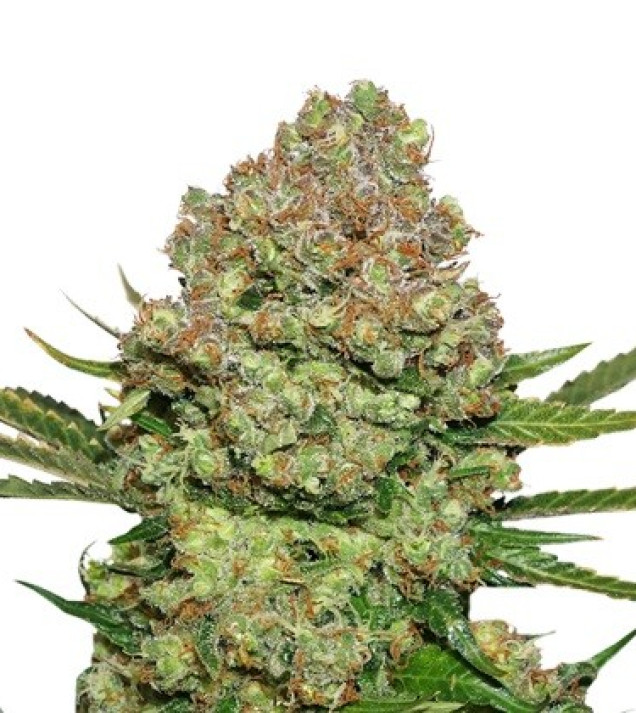 White Widow Auto SALDI