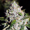 Auto Mazar Skunk SALDI