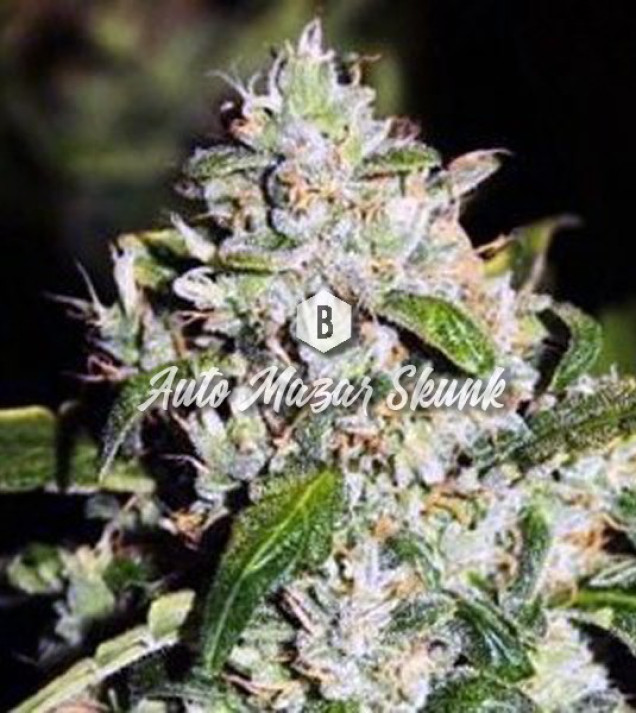 Auto Mazar Skunk SALDI