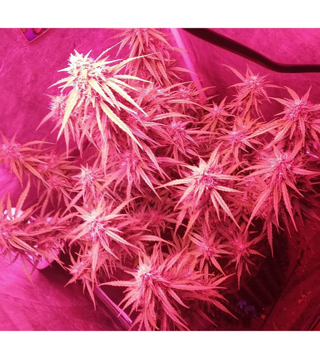 Auto Mazar Skunk SALDI