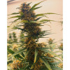 Auto Mazar Skunk SALDI